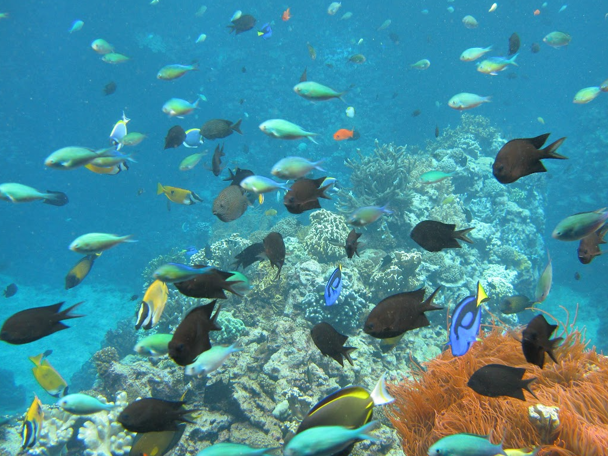 The tropical coral reef