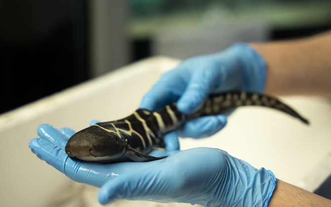 Male or no male: Zebra shark breeding successful