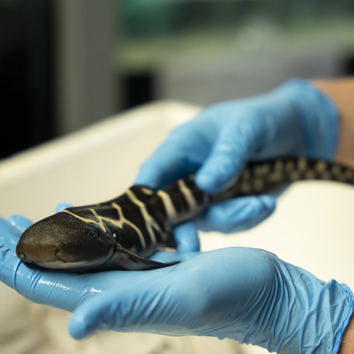 Male or no male: Zebra shark breeding successful