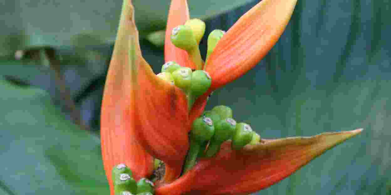 Heliconia’s: op maat gemaakt voor de kolibriesnavel