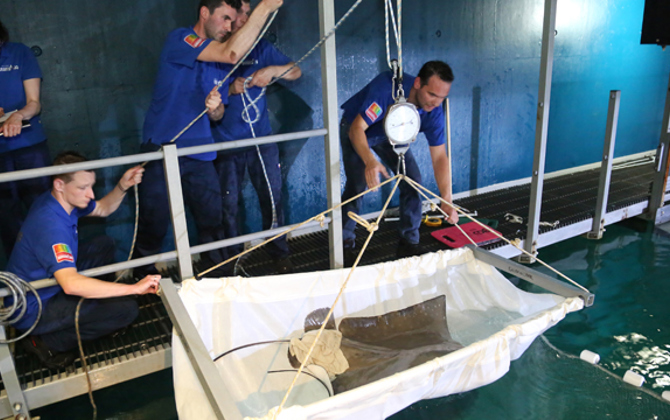 Virile eagle ray leaves for Copenhagen