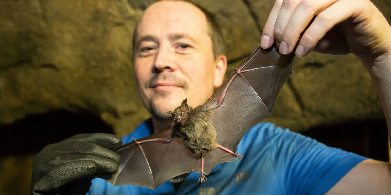 Male Bats ready for bachelorhood