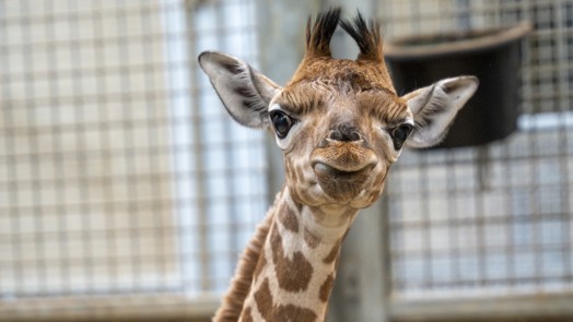 Giraffe at Burgers' Zoo births first calf
