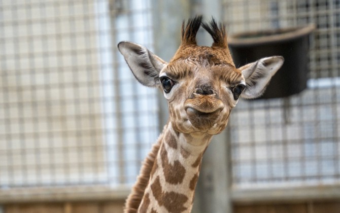 Giraffe at Burgers' Zoo births first calf