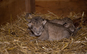 Arnhem lioness gives birth to triplets