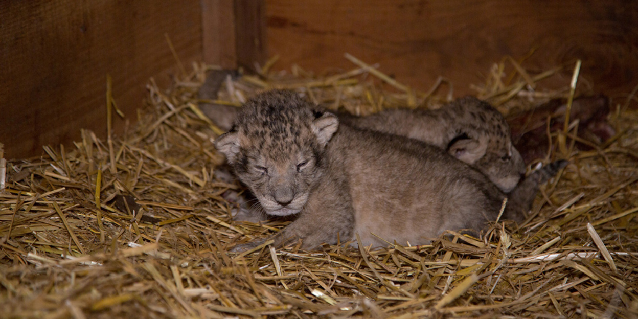 Arnhem lioness gives birth to triplets