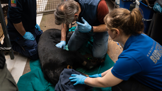 Sun bear swap to facilitate breeding