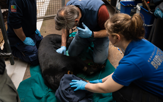 Sun bear swap to facilitate breeding