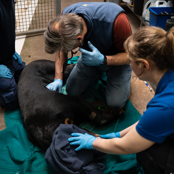 Sun bear swap to facilitate breeding