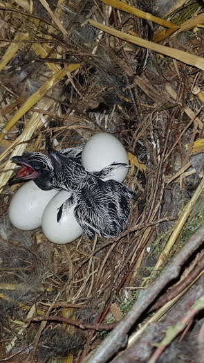 Brooding roadrunners reward resourceful caretakers