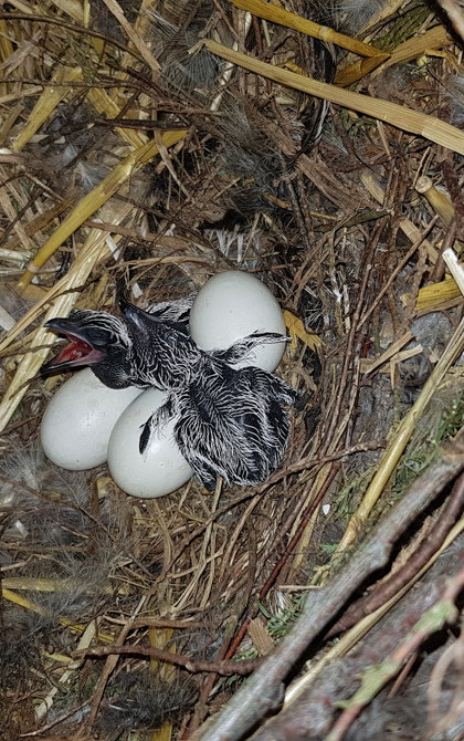 Brooding roadrunners reward resourceful caretakers