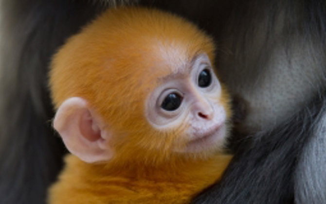 Orange dusky leave monkey born!