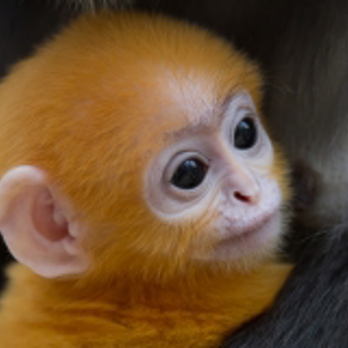 Orange dusky leave monkey born!