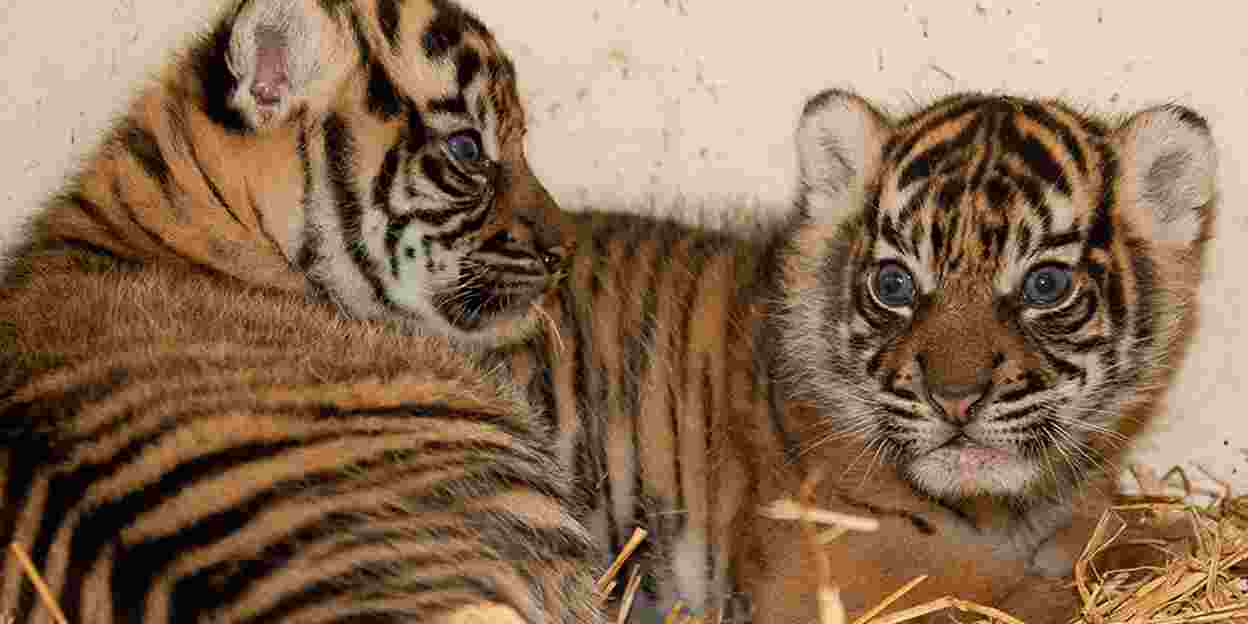 Frankrijk verwelkomt Arnhemse tijgers