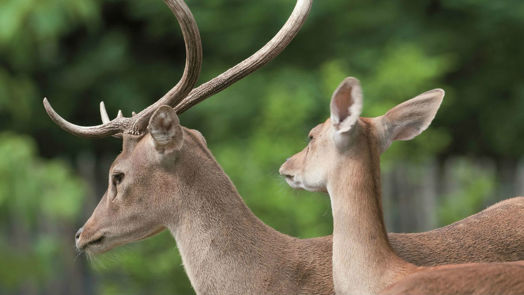 In the spotlight: Eld’s Deer