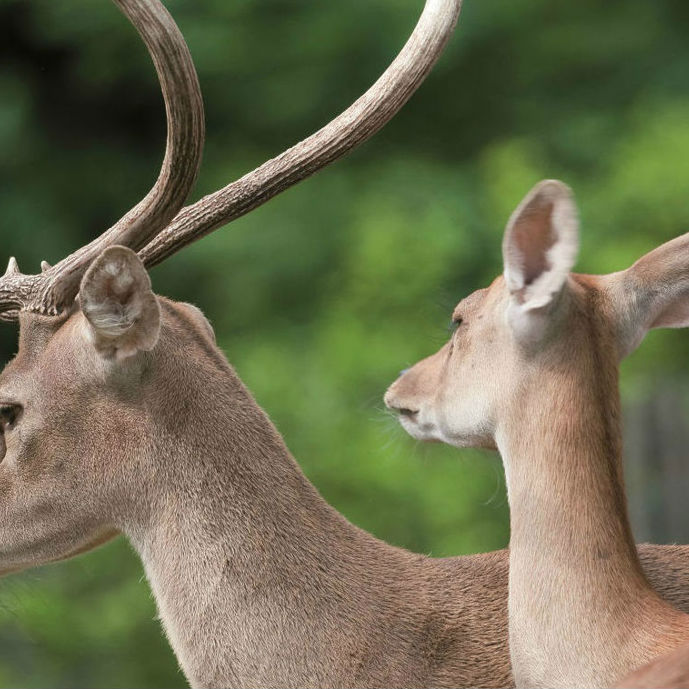 In the spotlight: Eld’s Deer