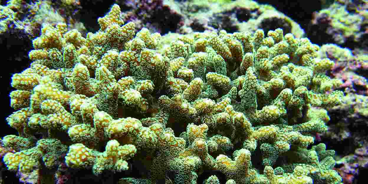 Terug naar de basis: koraal