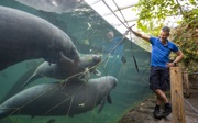 Manatees celebrate anniversary with tender branches