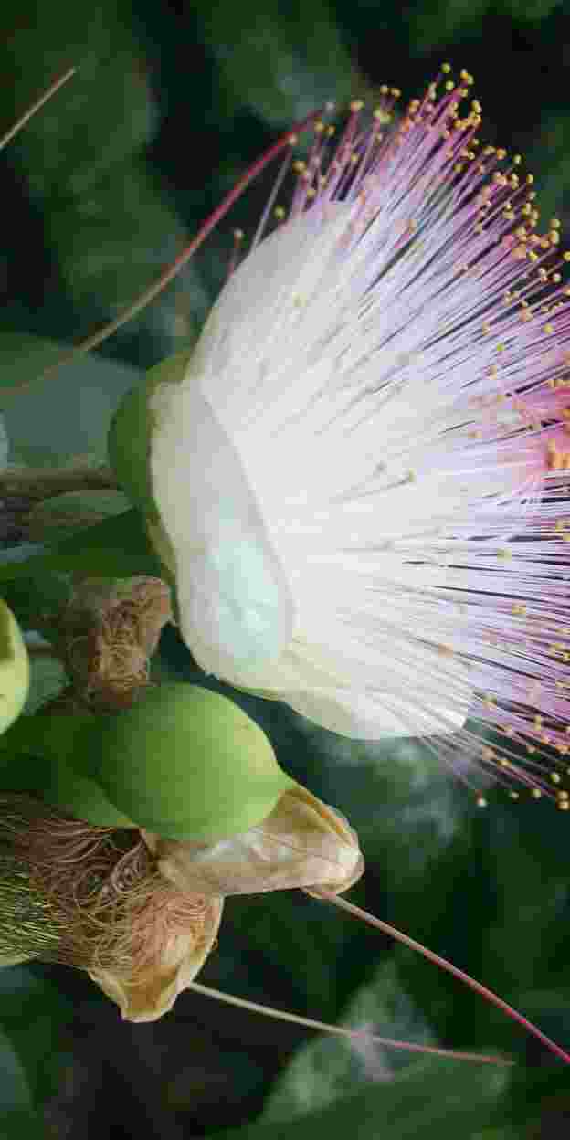 Een bloeiende Barringtonia