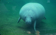 Livestream follows pregnant manatee