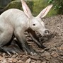 Lees meer over: Aardvarken