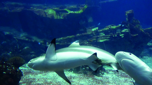 A blacktip reef shark pup!