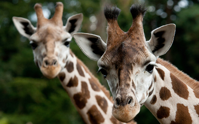 Special transport: giraffe