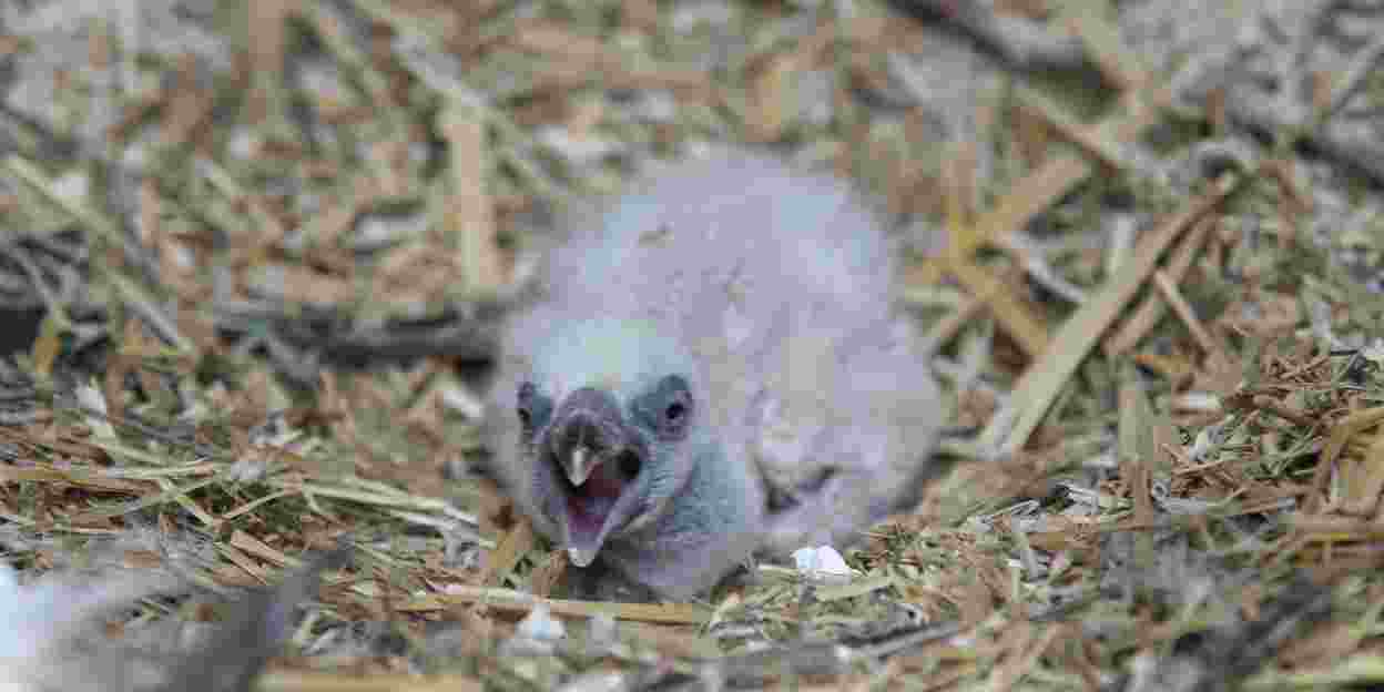 Bouwstop gierenverblijf leidt tot winters broedgedrag