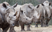 In the European top five: the square-lipped rhinoceros