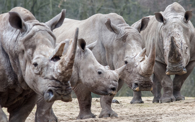 Ruben takes care of square-lipped rhinos