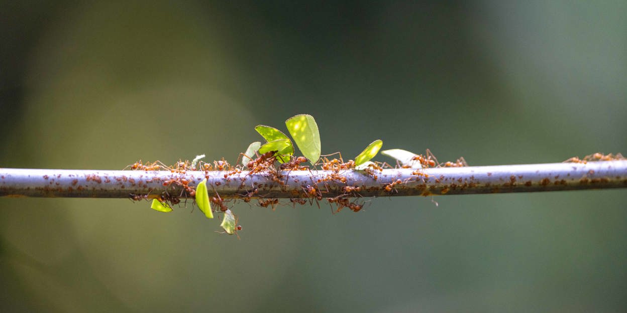 New residents in the Bush: leafcutter ants