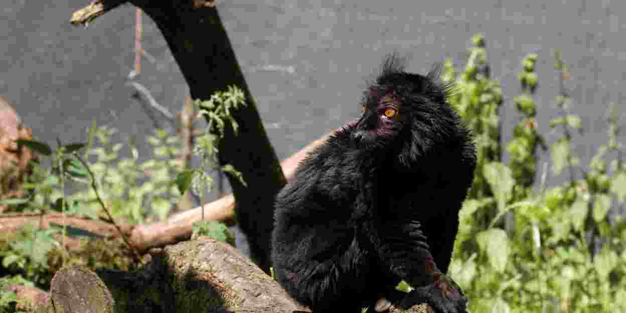 Halve zwarte apen