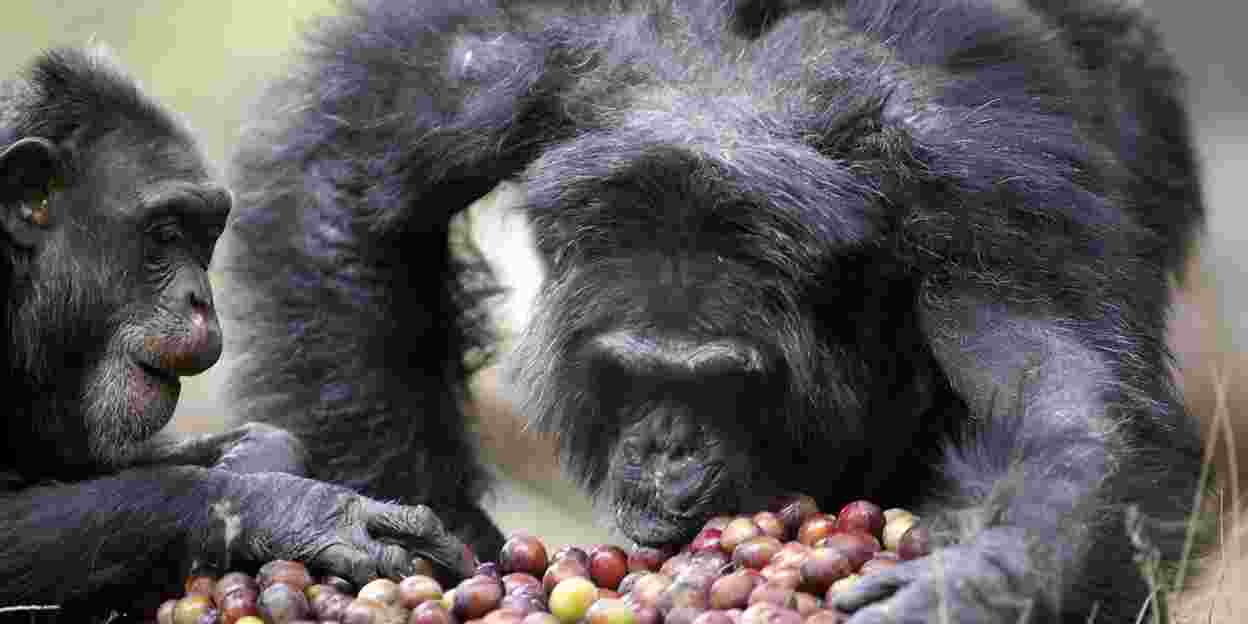 Voedselautomaten bij de chimpansees