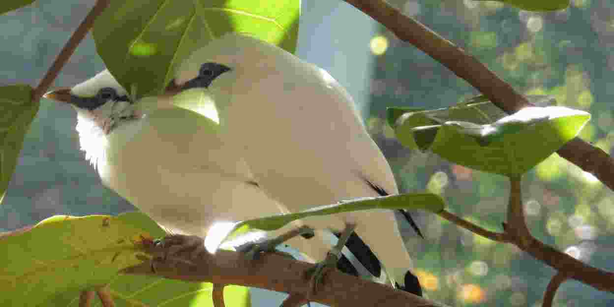 Zwijgende bossen – de EAZA-zangvogelcampagne