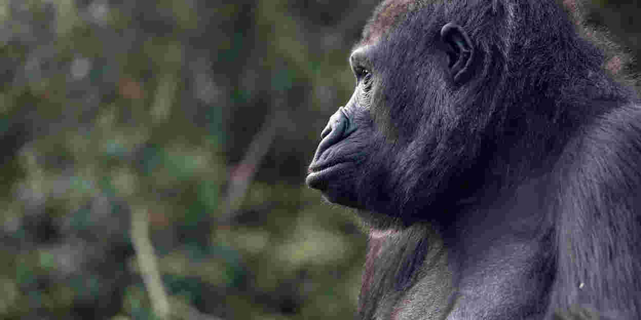 Hand-rearing gorillas