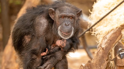 Wereldberoemde chimpansee krijgt een jong