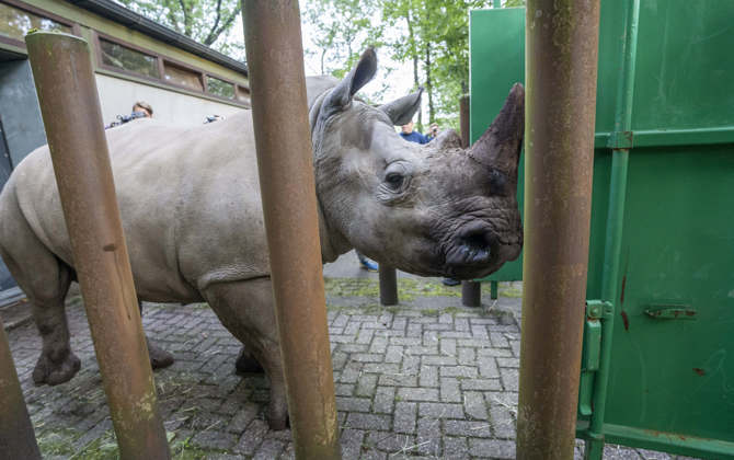 Rhinoceros moves to Kaunas