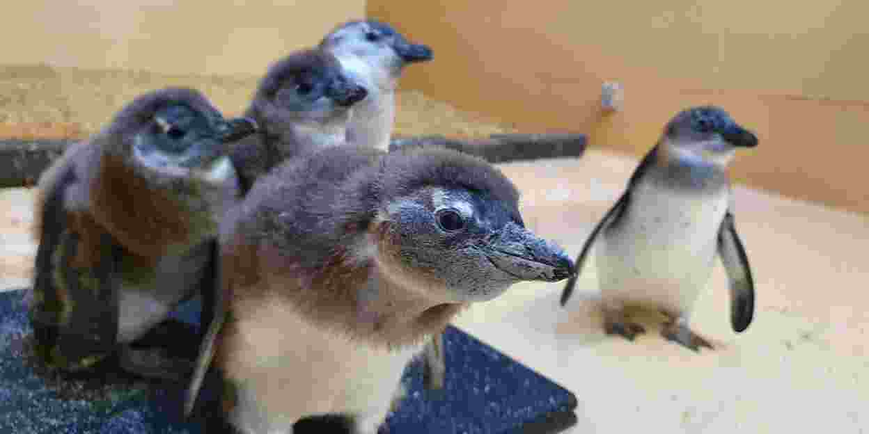 Jonge pinguïns