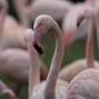 Lees meer over: Europese flamingo