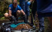 Zookeepers weigh and measure freshwater stingrays