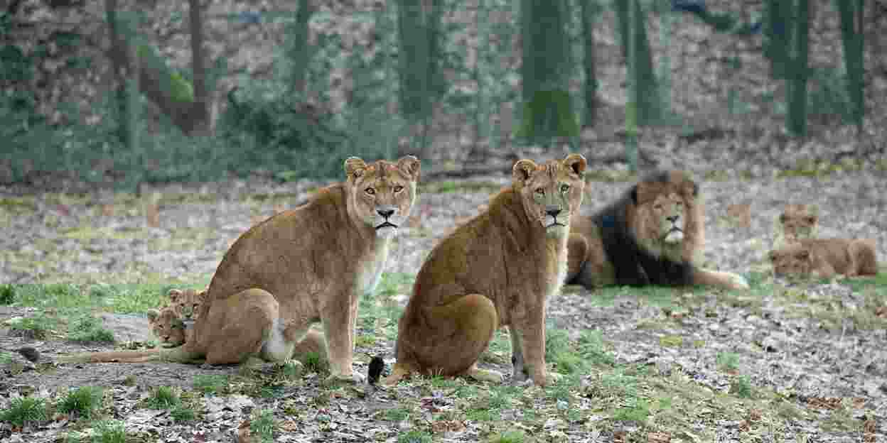 Burgers' Zoo verrast leeuwen met paasbrunch