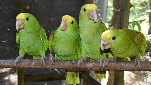 Natuurbehoud in Belize: hoopvol werk vogelrehabilitatiecentrum