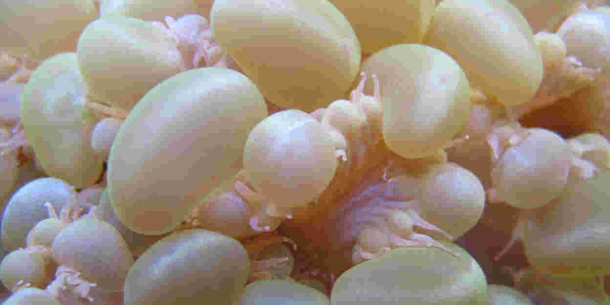 Arnhem coral emigrates to England en masse