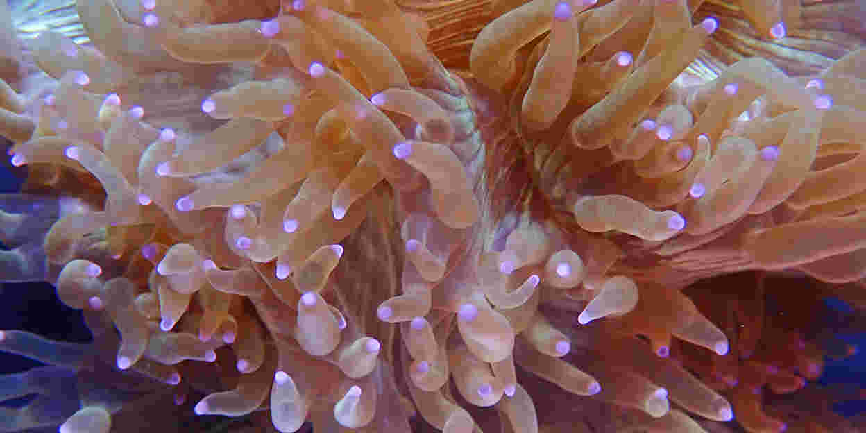 Burgers’ Ocean breeds coral for all of Europe