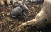 Birth rhinoceros calf puts Arnhem in European top five