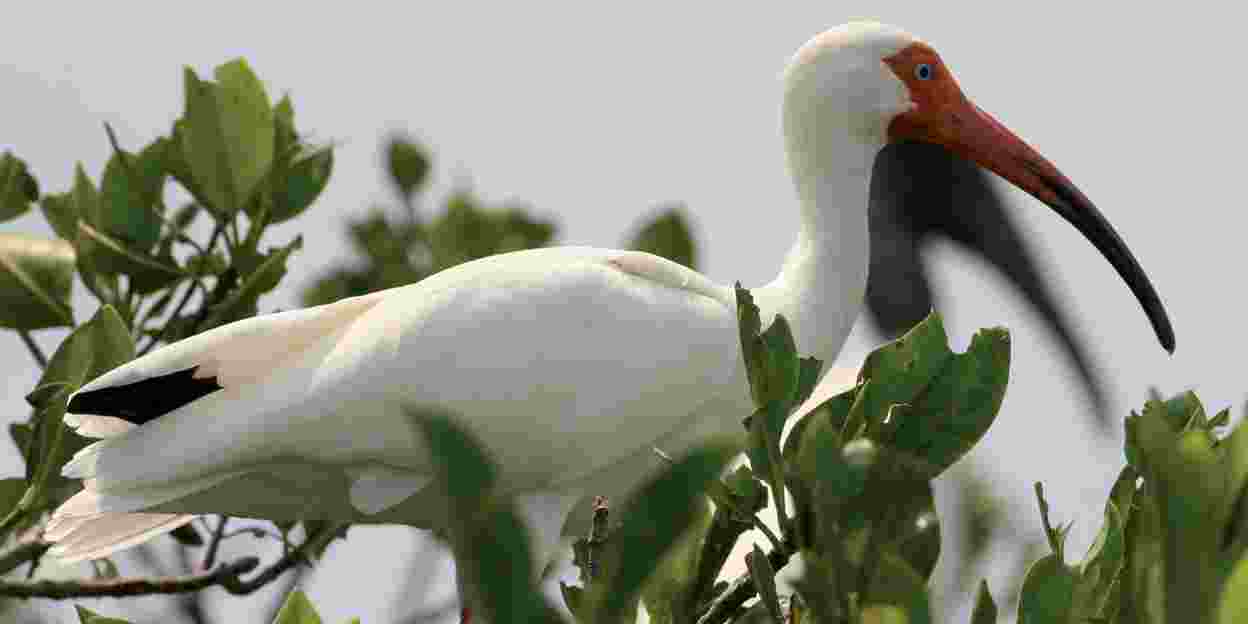 Witte en soms rode ibissen in Belize