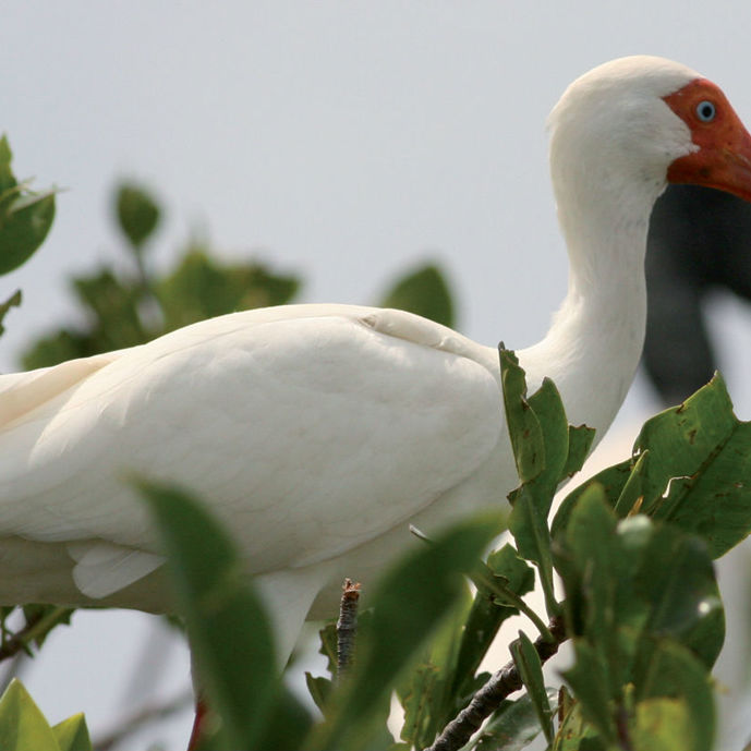 The white and sometimes red ibises of Belize