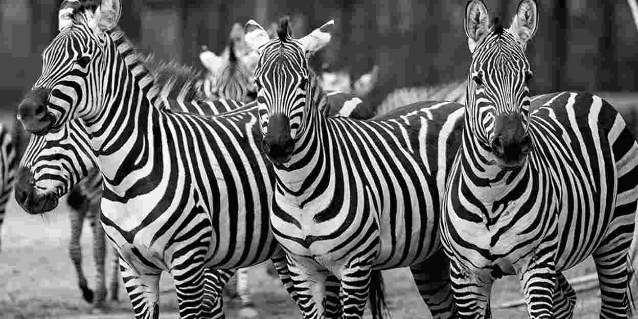De zebra staat op zijn strepen