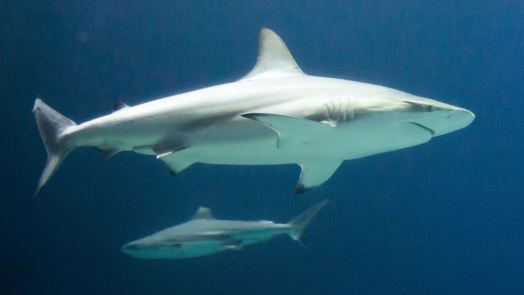 Special transport: shark