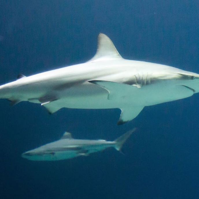 Special transport: shark